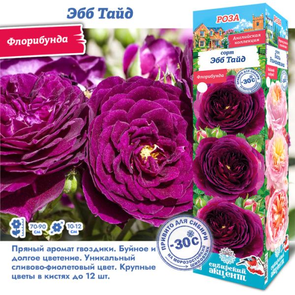 Роза Эбб Тайд