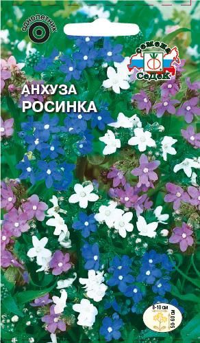 Цветок Анхуза Росинка  капская (карликовая)