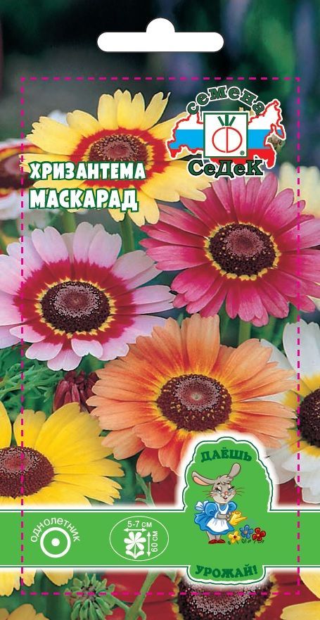 Цветок Хризантема Маскарад (ДУ)