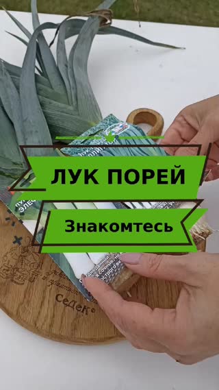 Лук Порей. Знакомьтесь