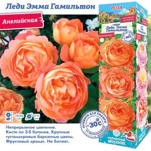 Роза Леди Эмма Гамильтон