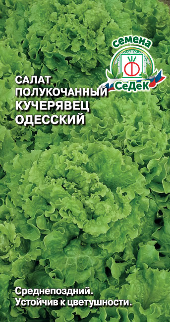 Салат Кучерявец Одесский (полукочанный)