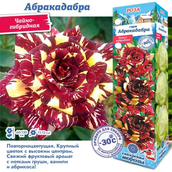 Роза Абракадабра