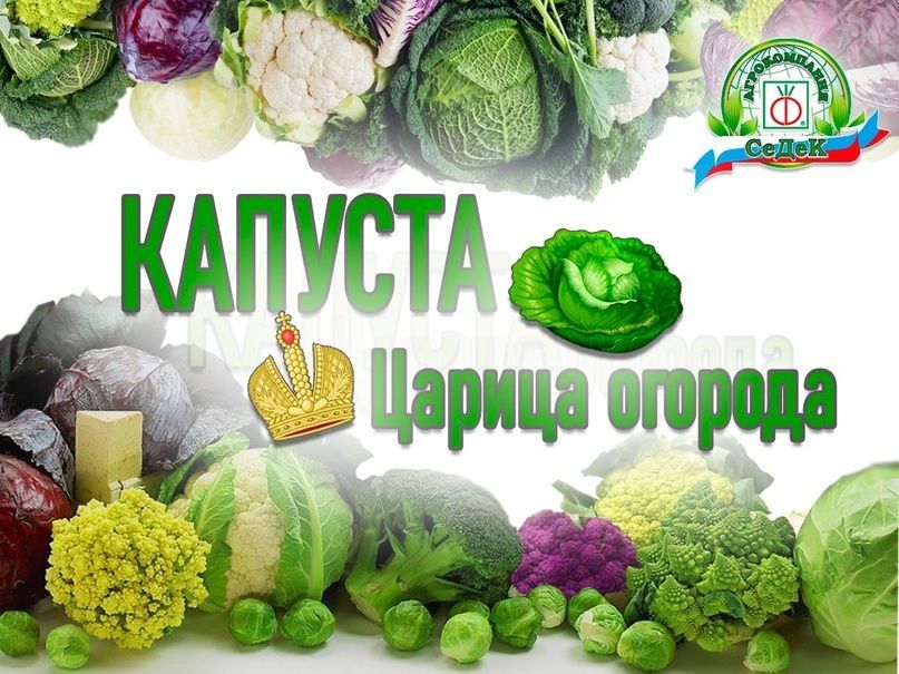 Новый пост: Капуста - царица огорода