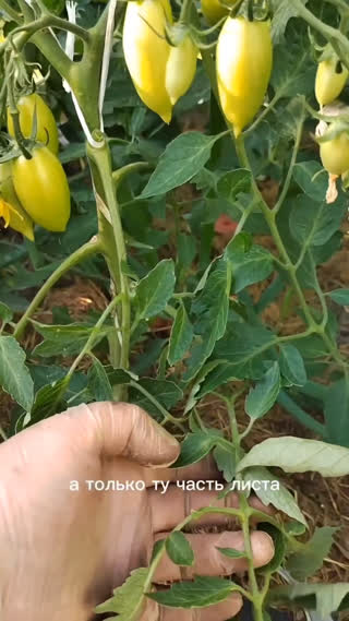 Обрезка листвы у томатов