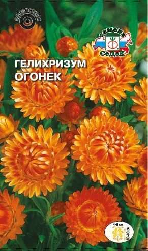 Цветы гелихризум (97 фото)