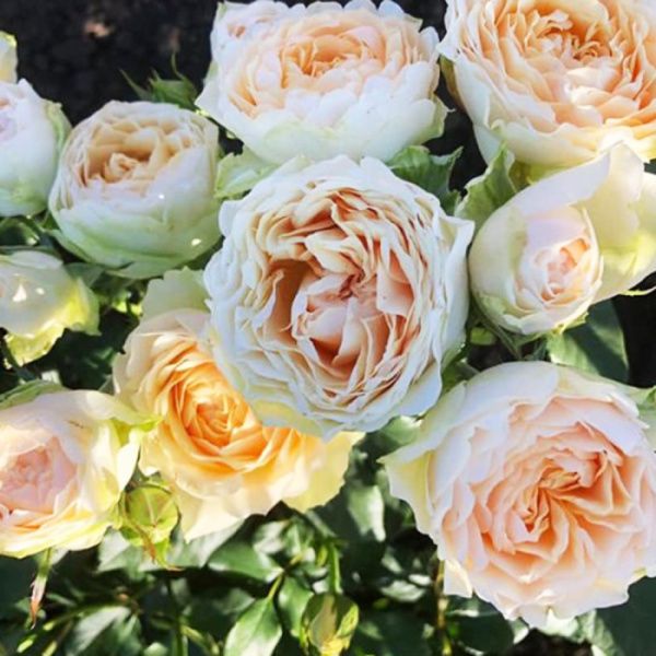 Роза Гравитация