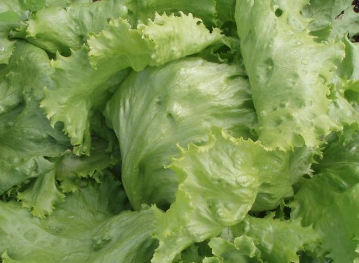 салат Айсберг  50 г