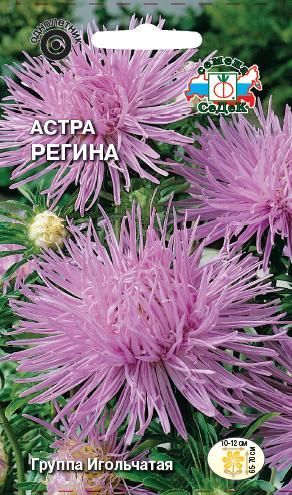 Цветок Астра Регина