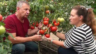 Сокращаем муки выбора томатов. Записывайте сорта!