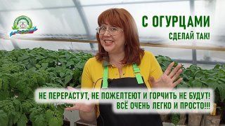 С огурцами сделай так! Не перерастут, не пожелтеют и горчить не будут!