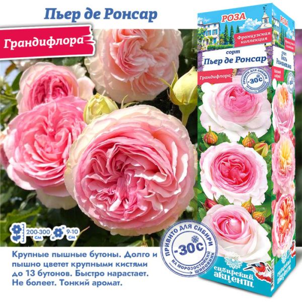 Роза Пьер Де Ронсар