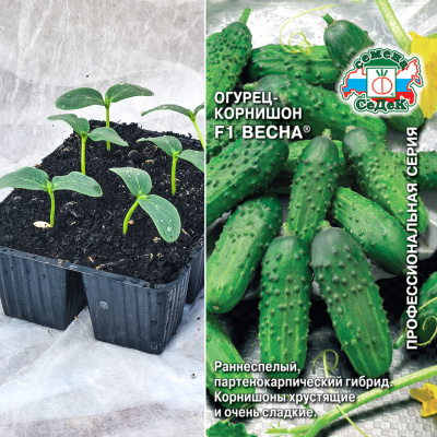 Огурец Весна, кассета 6шт.