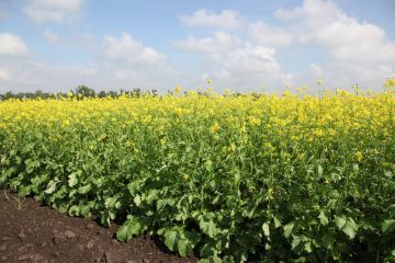 сидерат Горчица 1кг