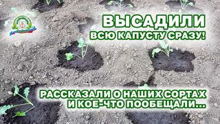 Высадили всю нашу капусту!