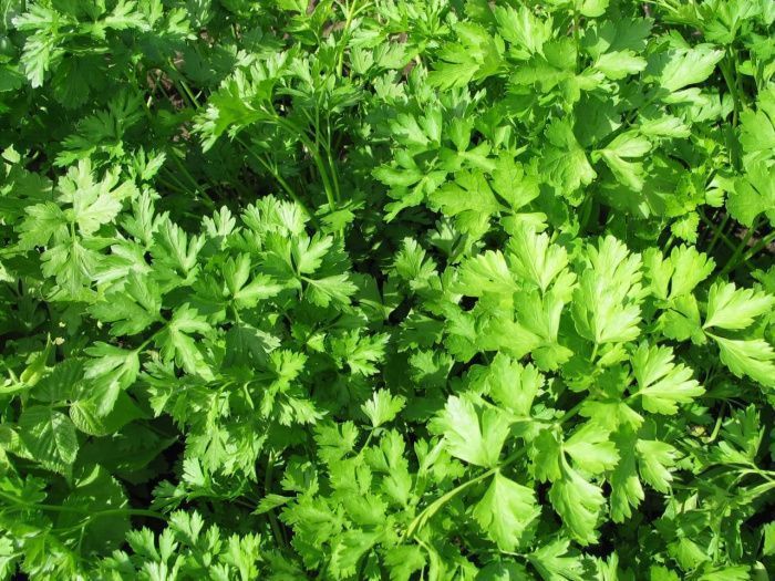 петрушка Обыкновенная (лист)  100г.