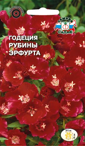Цветок Годеция Рубины Эрфурта