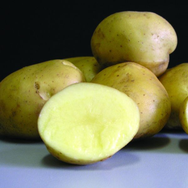 Семенной картофель Ассоль (2кг, Элита)