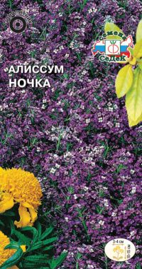 Цветок Алиссум Ночка морской