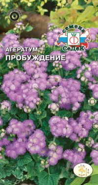 Цветок Агератум Пробуждение