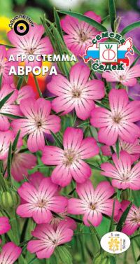 Цветок Агростемма Аврора