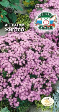 Цветок Агератум Жиголо (мексиканский, розовый)