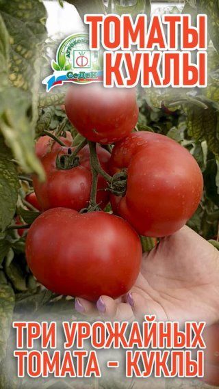 Самые урожайные и самые надёжные томаты!
