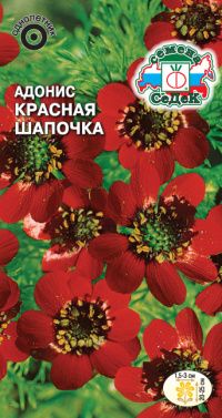 Цветок Адонис Красная шапочка