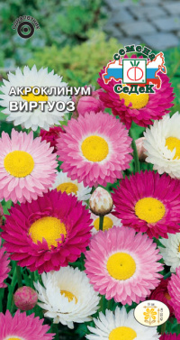 Цветок Акроклинум Виртуоз (смесь)