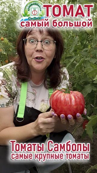 Самые большие томаты в вашей теплице и огороде!